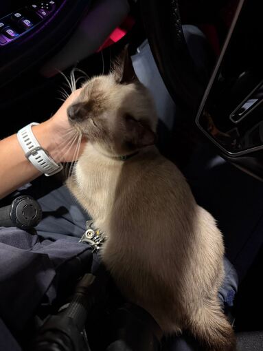 Polizei tröstet Katzenjunges nach Unfall der Mutter Polizei tröstet Katzenjunges nach Unfall der Mutter