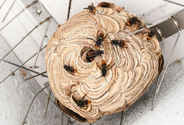 Nest der Asiatischen Hornisse wird entfernt Nest der Asiatischen Hornisse wird entfernt