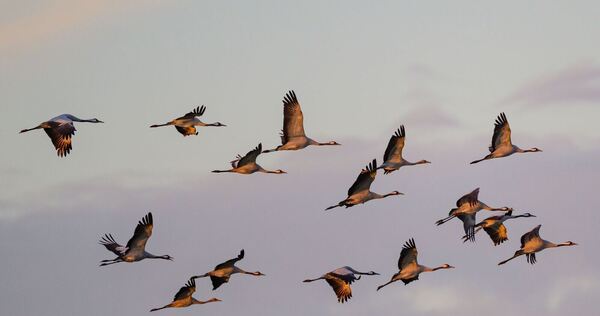 Kraniche auf den Weg ins Warme Kraniche auf den Weg ins Warme