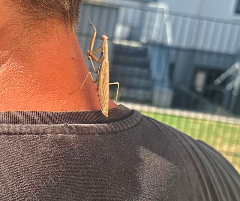 Lisa Rothenbächer hat eine Gottesanbeterin in ihrem Garten entdeckt. Lisa Rothenbächer hat eine Gottesanbeterin in ihrem Garten entdeckt.