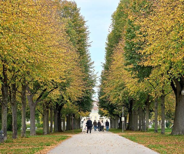 Blick durch die Allee auf der Bärenwiese Richtung Schloss.