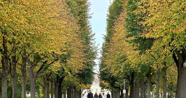 Blick durch die Allee auf der Bärenwiese Richtung Schloss.
