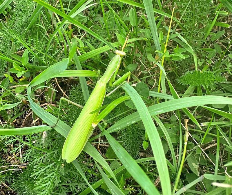 Eines davon tarnt sich hervorragend im Gras. Eines davon tarnt sich hervorragend im Gras.