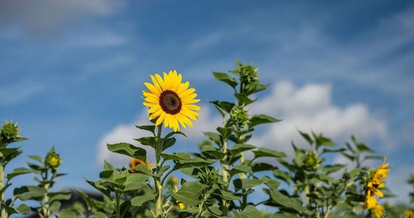 Meteorologischer Herbstanfang
