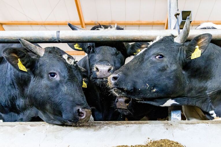 Rinder im Stall Rinder im Stall