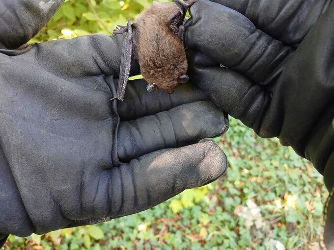 Fledermaus verirrt sich in Notaufnahme