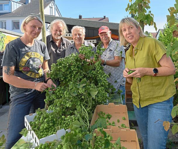 Sechs Hopfenstangen wurden im Garten von Klaus Kling (Mitte) gezupft. Es kam einiges an Dolden zusammen.