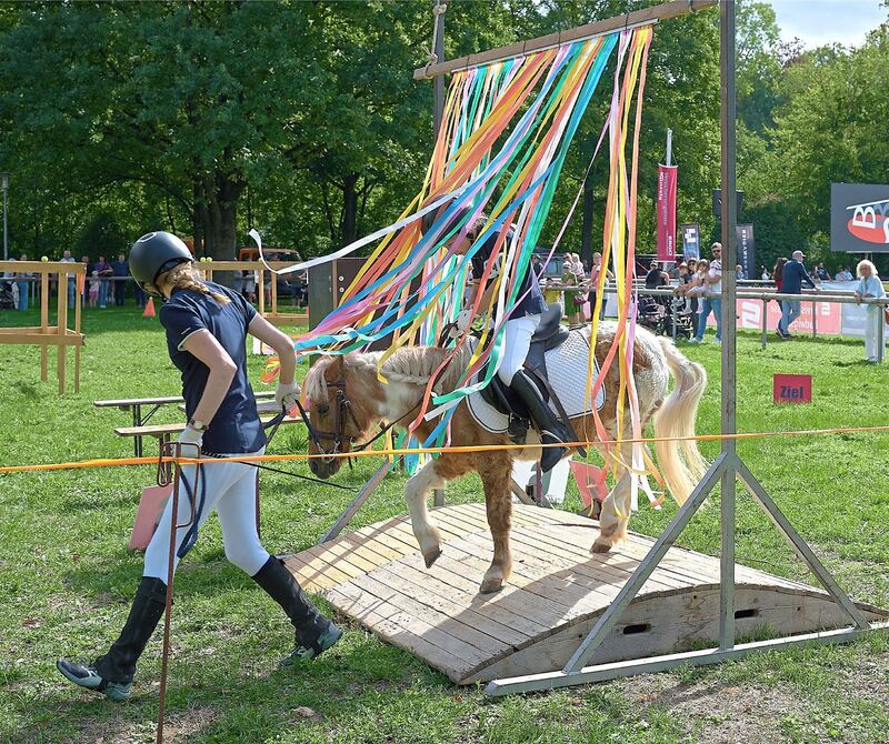 Auch Ponys waren auf dem Pferdemarkt vertreten. Auch Ponys waren auf dem Pferdemarkt vertreten.