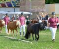 Die Shetlandponys sind die heimlichen Stars beim Pferdemarkt.
