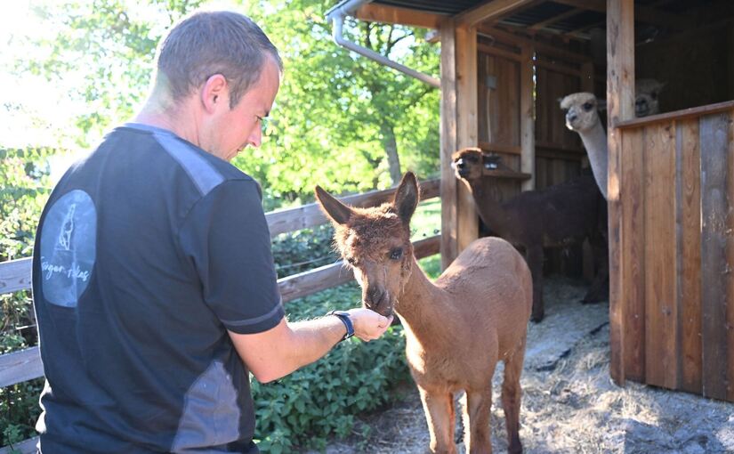 Alpaka Tierhalter Patrick Stellmach Alpaka Tierhalter Patrick Stellmach
