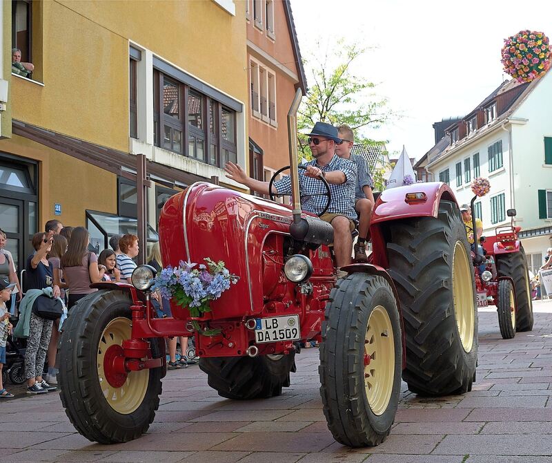 Auf Hochglanz poliert ist dieser Bulldog.