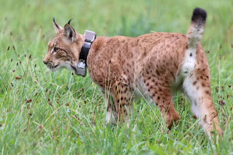 Luchs "Nero"