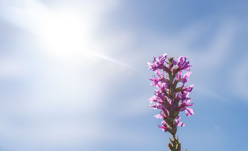 Sonne Sonne