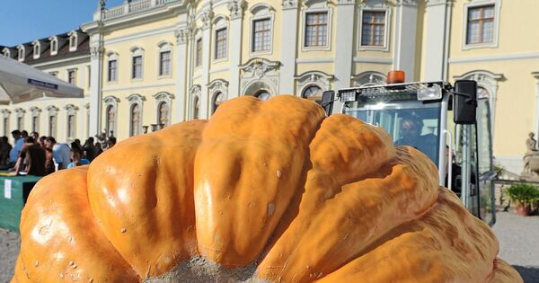 Im Blühenden Barock rollen die ersten Riesenkürbisse an