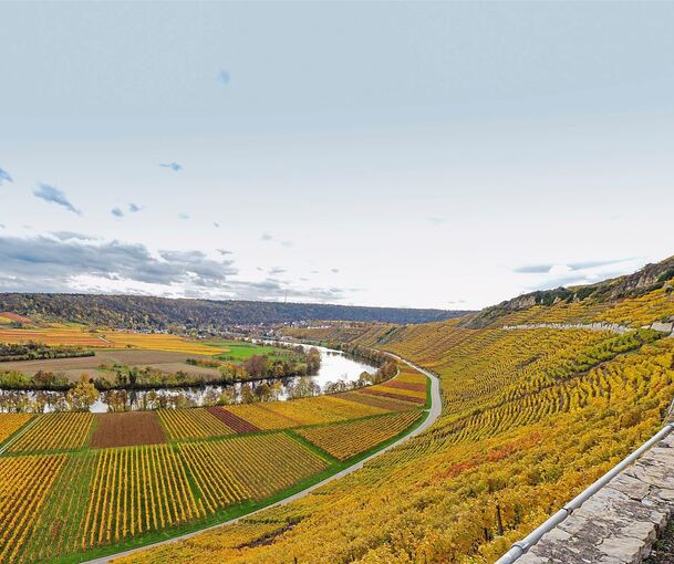Bald kommt auch am Käsberg in Mundelsheim der Herbst. Noch geben die Rebflächen ein weitgehend geschlossenes Bild ab (Archivfoto).