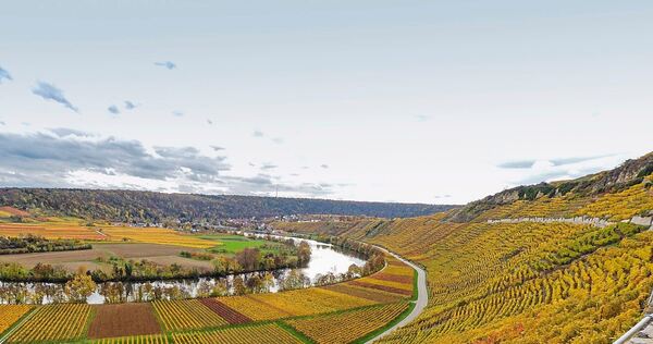 Bald kommt auch am Käsberg in Mundelsheim der Herbst. Noch geben die Rebflächen ein weitgehend geschlossenes Bild ab (Archivfoto).