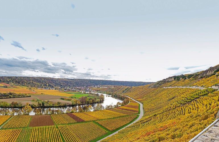 Bald kommt auch am Käsberg in Mundelsheim der Herbst. Noch geben die Rebflächen ein weitgehend geschlossenes Bild ab (Archivfoto).
