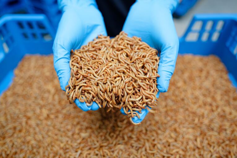 Industrielle Insektenzucht - Alpha-Protein GmbH