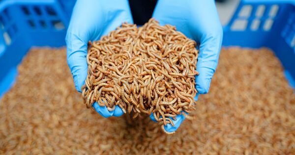 Industrielle Insektenzucht - Alpha-Protein GmbH