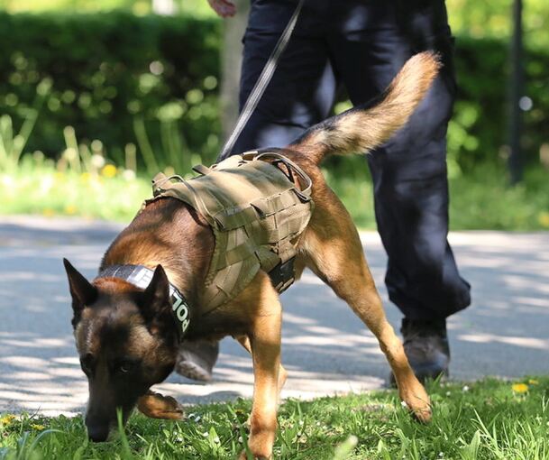 Hochleistungseinsatz am Boden: 22 Polizistinnen und Polizisten mit ihren Vierbeinern zählt die Hundeführerstaffel des Polizeipräsidiums Ludwigsburg.