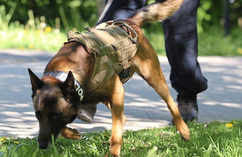 Hochleistungseinsatz am Boden: 22 Polizistinnen und Polizisten mit ihren Vierbeinern zählt die Hundeführerstaffel des Polizeiprä Hochleistungseinsatz am Boden: 22 Polizistinnen und Polizisten mit ihren Vierbeinern zählt die Hundeführerstaffel des Polizeipräsidiums Ludwigsburg.