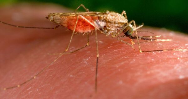 Anopheles-gambiae-Mücke