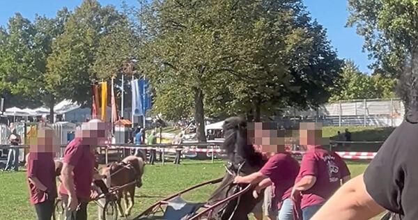 Nach Hinweisen auf Verstöße beim Pferdemarkt in Bietigheim hat das Veterinäramt Videos geprüft. Zwei Fälle werden nun verfolgt. Nach Hinweisen auf Verstöße beim Pferdemarkt in Bietigheim hat das Veterinäramt Videos geprüft. Zwei Fälle werden nun verfolgt.