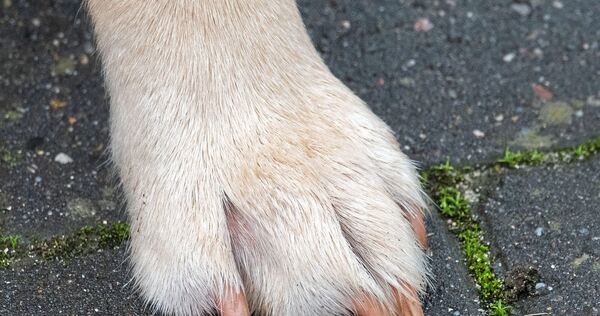 Ein Hund ist auf der Autobahn angefahren worden.