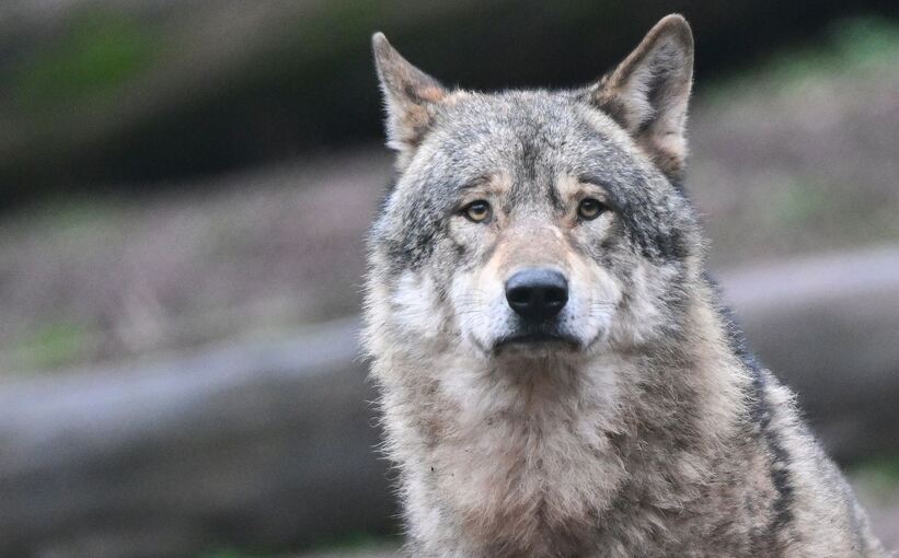 Wolf
