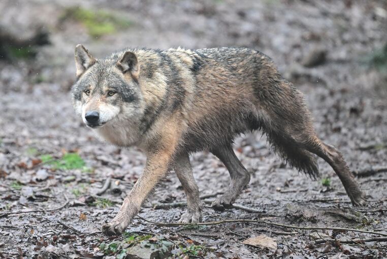Wolf Wolf