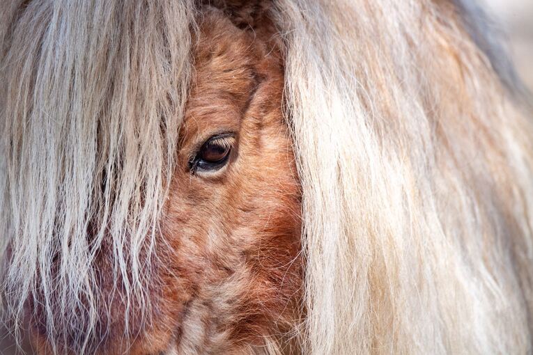 Mini Shetland Pony