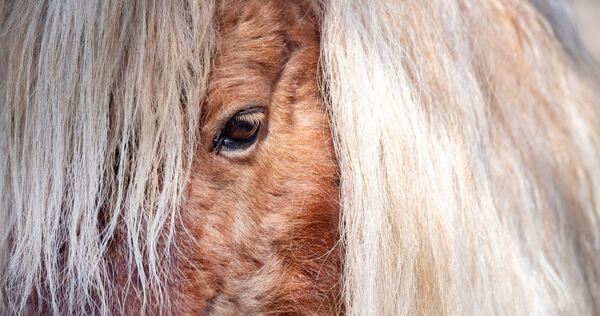Mini Shetland Pony