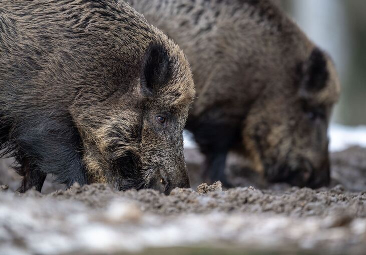 Wildschweine Wildschweine