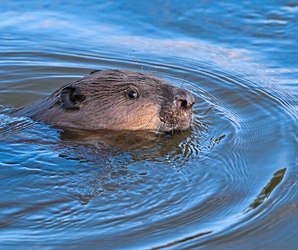 Biber sind streng geschützte Tiere. Biber sind streng geschützte Tiere.