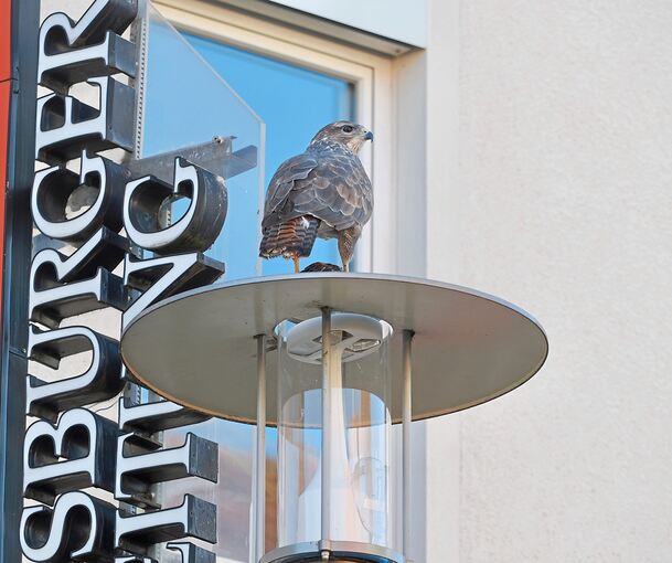 Ungewöhnliche Vogelsichtung in der Ludwigsburger Innenstadt.