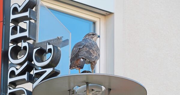 Ungewöhnliche Vogelsichtung in der Ludwigsburger Innenstadt. Ungewöhnliche Vogelsichtung in der Ludwigsburger Innenstadt.