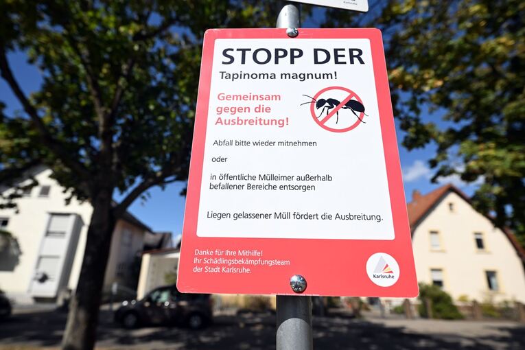 Bekämpfung der Ameisenart „Tapinoma magnum“