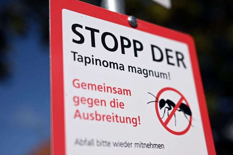 Bekämpfung der Ameisenart Tapinoma magnum Bekämpfung der Ameisenart Tapinoma magnum
