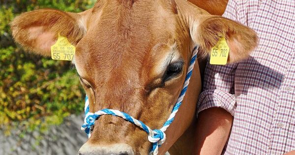 Kuh Josephine ist der Star des Viehscheids.