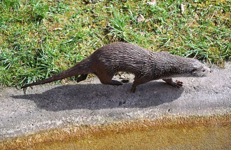 Fischotter
