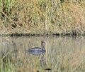 Einer von vier schwarzen Schwänen auf dem Monrepos-See. Einer von vier schwarzen Schwänen auf dem Monrepos-See.