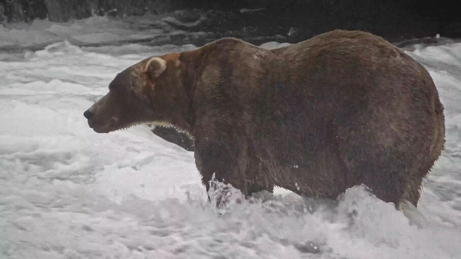 «Fat Bear»-Wahl in Alaska «Fat Bear»-Wahl in Alaska