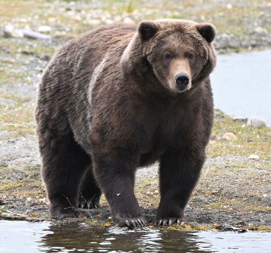 «Fat Bear»-Wahl in Alaska «Fat Bear»-Wahl in Alaska