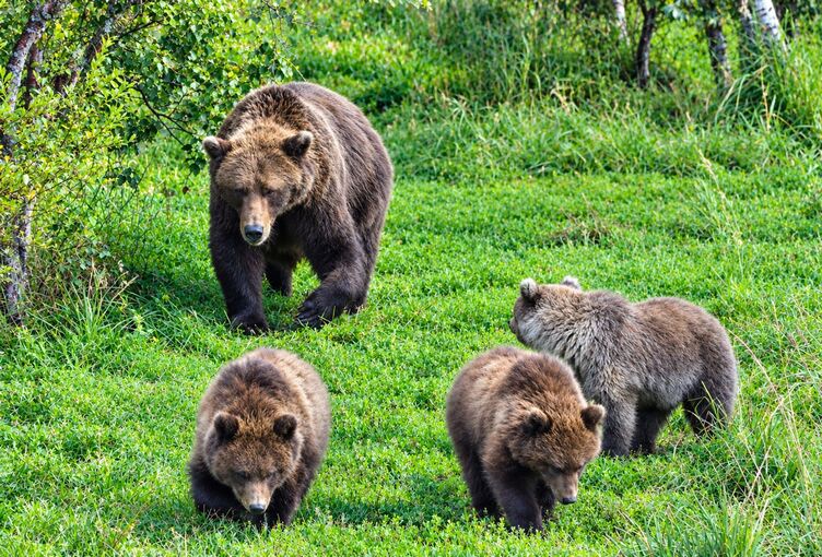 «Fat Bear»-Wahl in Alaska «Fat Bear»-Wahl in Alaska