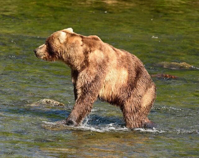 «Fat Bear»-Wahl in Alaska «Fat Bear»-Wahl in Alaska