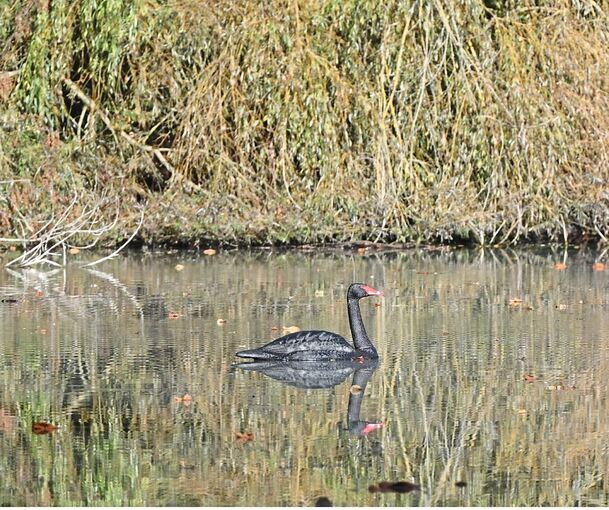 Täuschend echt: Der Plastik-Schwan auf dem Monrepos-See. Täuschend echt: Der Plastik-Schwan auf dem Monrepos-See.