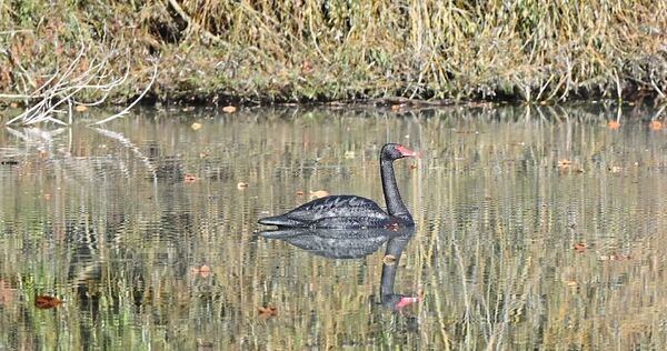 Täuschend echt: Der Plastik-Schwan auf dem Monrepos-See.