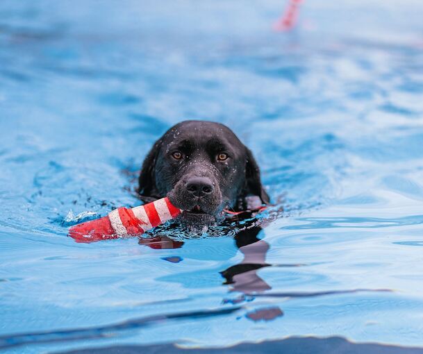 Im Freibad Hoheneck schwimmen am Samstag Hunde. Im Freibad Hoheneck schwimmen am Samstag Hunde.