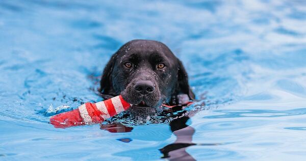 Im Freibad Hoheneck schwimmen am Samstag Hunde.