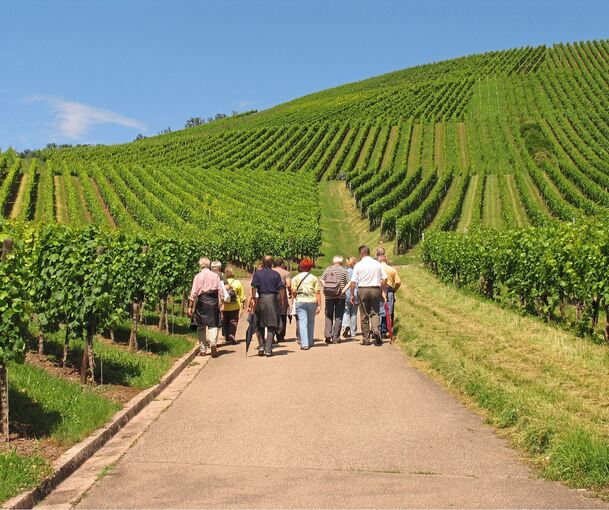 Die Weinberge im Kreis Ludwigsburg – hier bei Marbach – bieten viele Möglichkeiten zum Wandern.